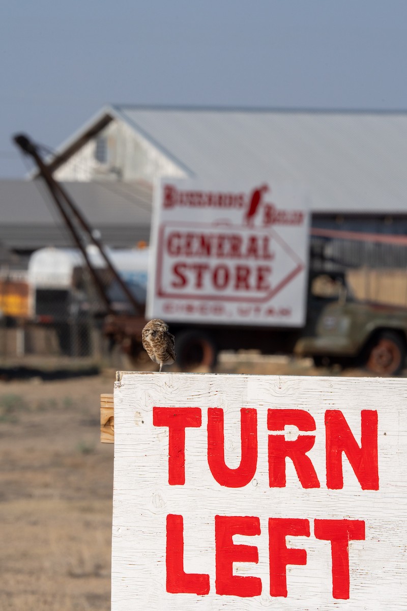 Burrowing Owl - ML638260180