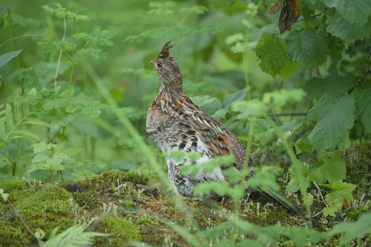 Ruffed Grouse - ML638260186