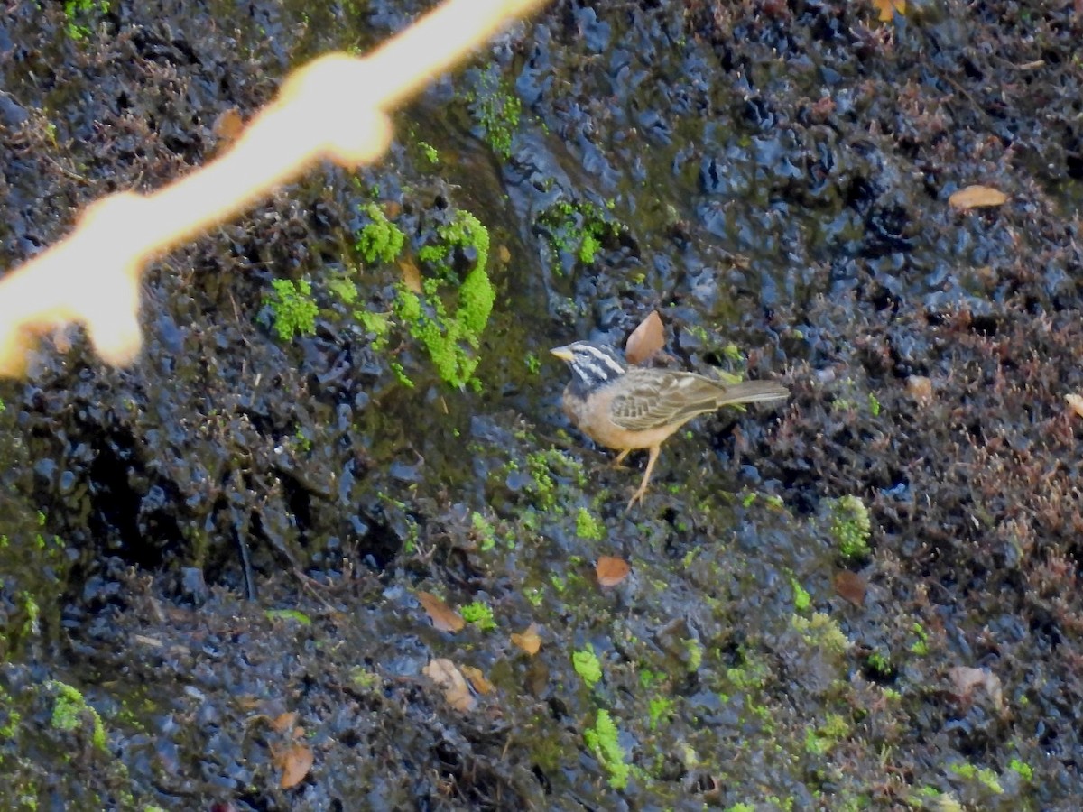Cinnamon-breasted Bunting - ML638260189