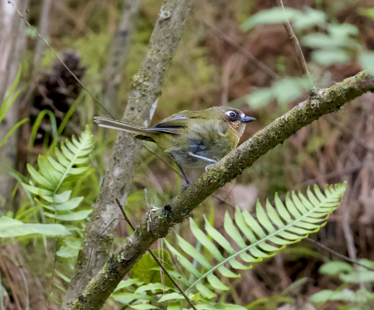 Common Chlorospingus (Southwest Mexico) - ML638260195