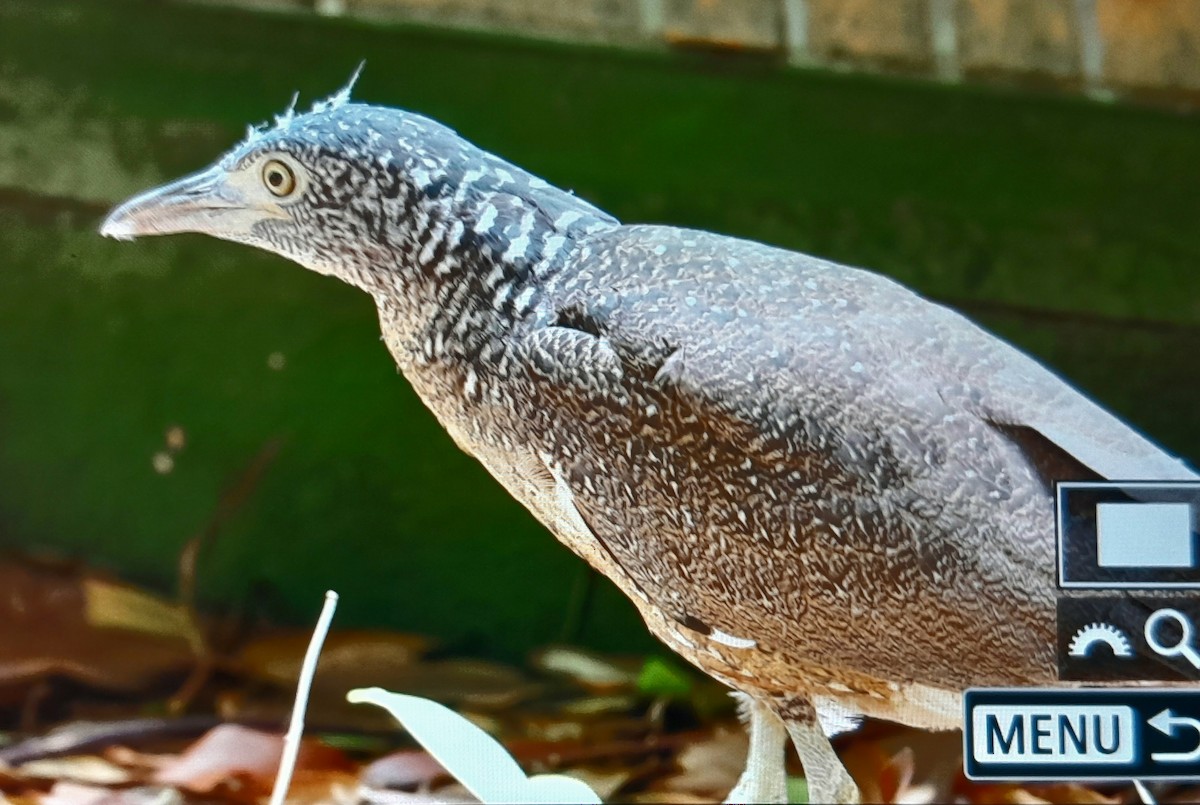Malayan Night Heron - ML638260196