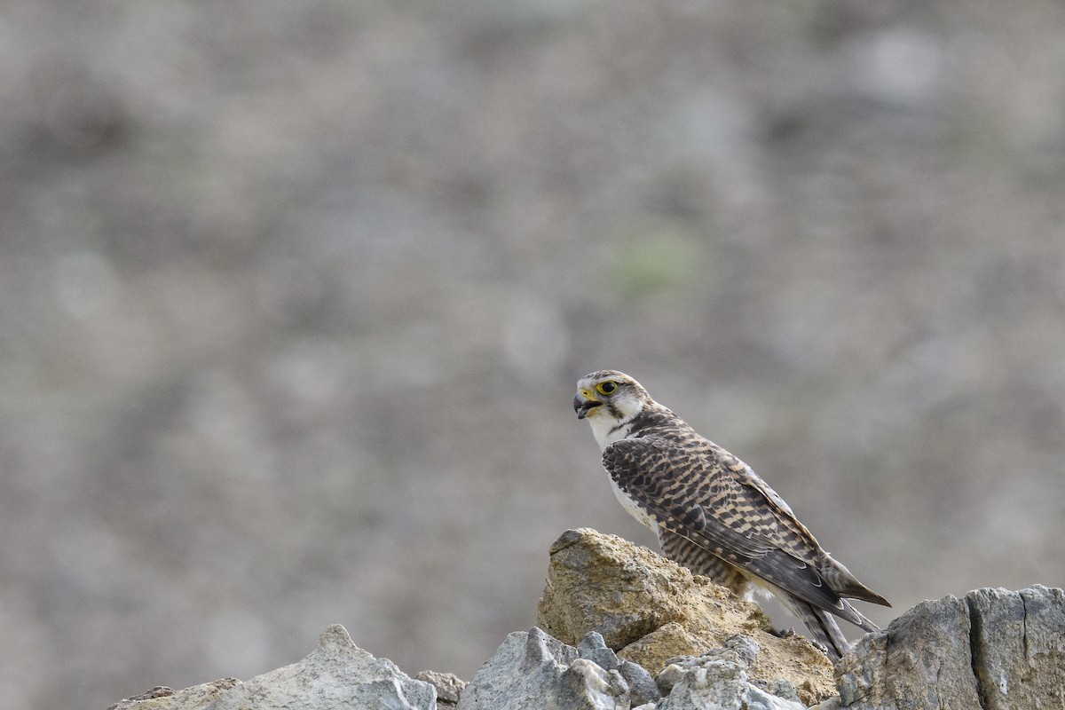 Saker Falcon - ML638260198