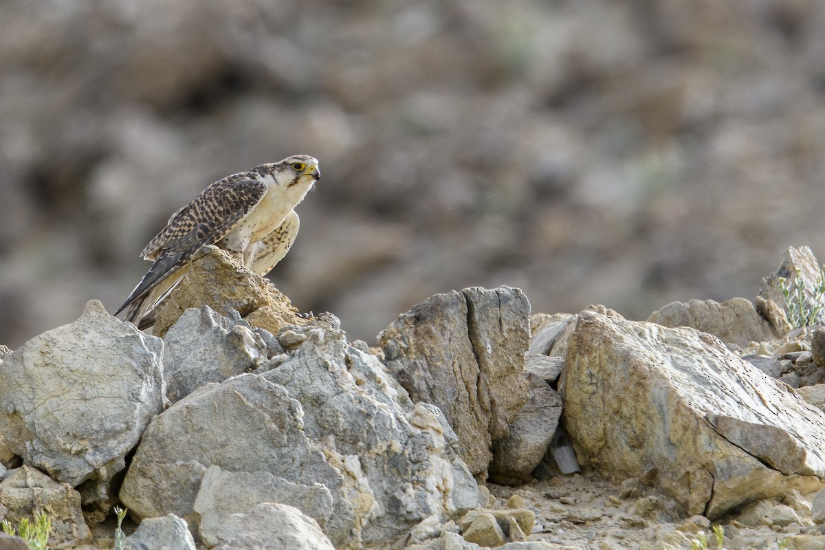 Saker Falcon - ML638260199