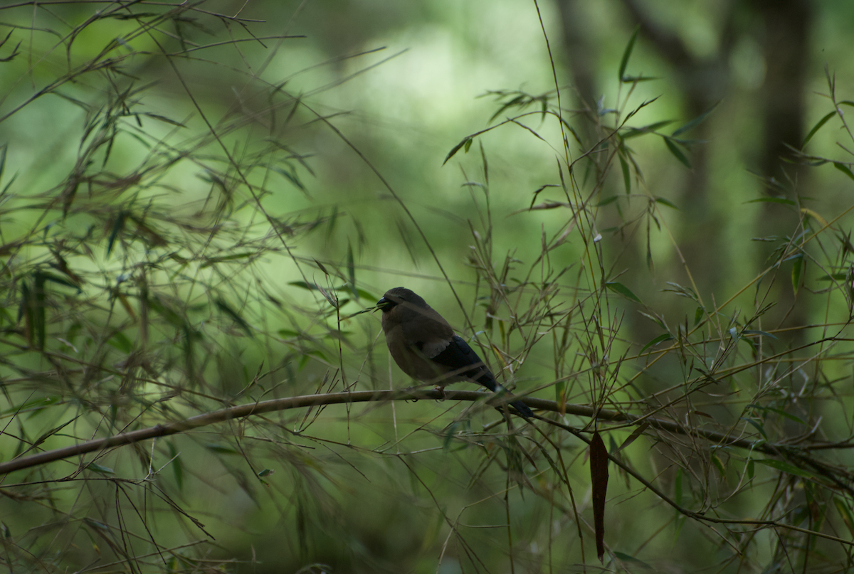 Taiwan Bullfinch - ML638260200