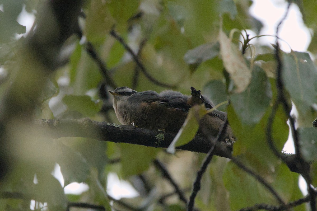 Red-breasted Nuthatch - ML638260207