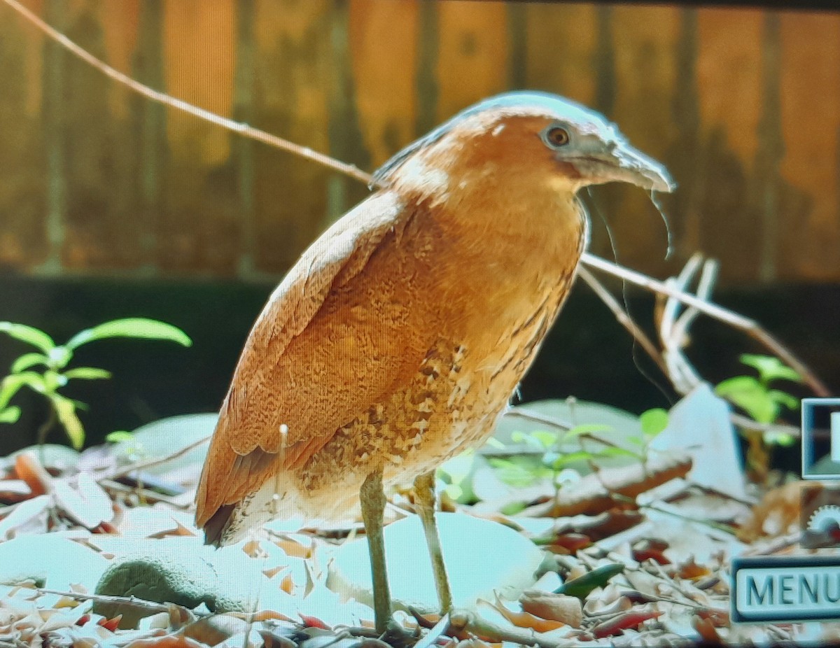 Malayan Night Heron - ML638260210