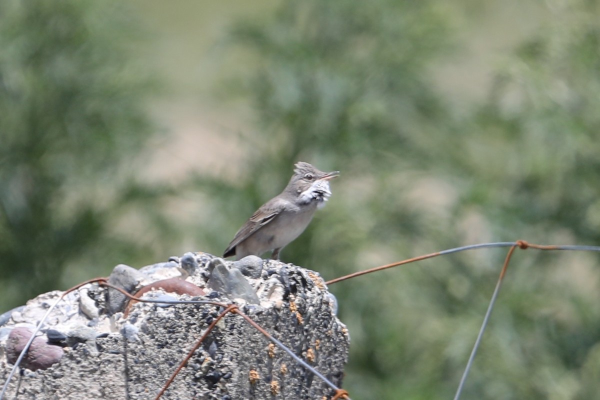 Greater Whitethroat - ML638260246