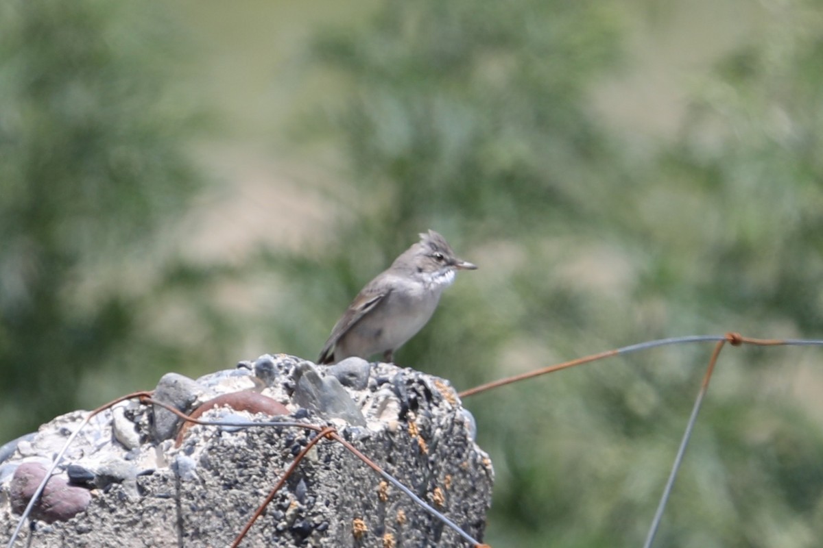 Greater Whitethroat - ML638260247