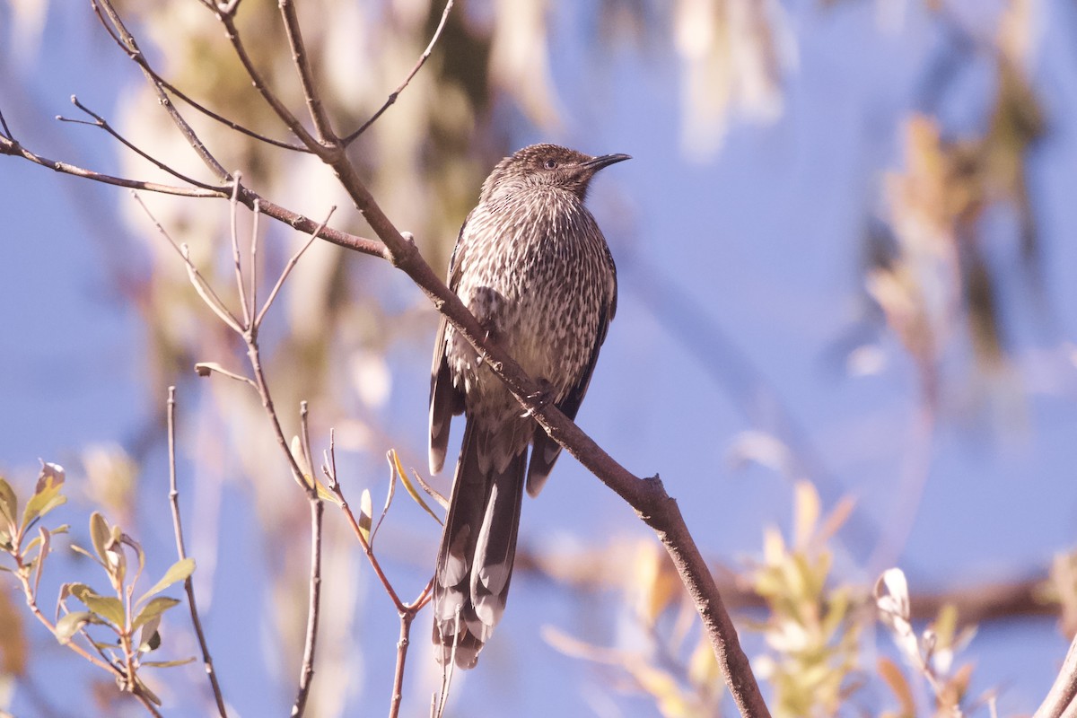 Little Wattlebird - ML638260251