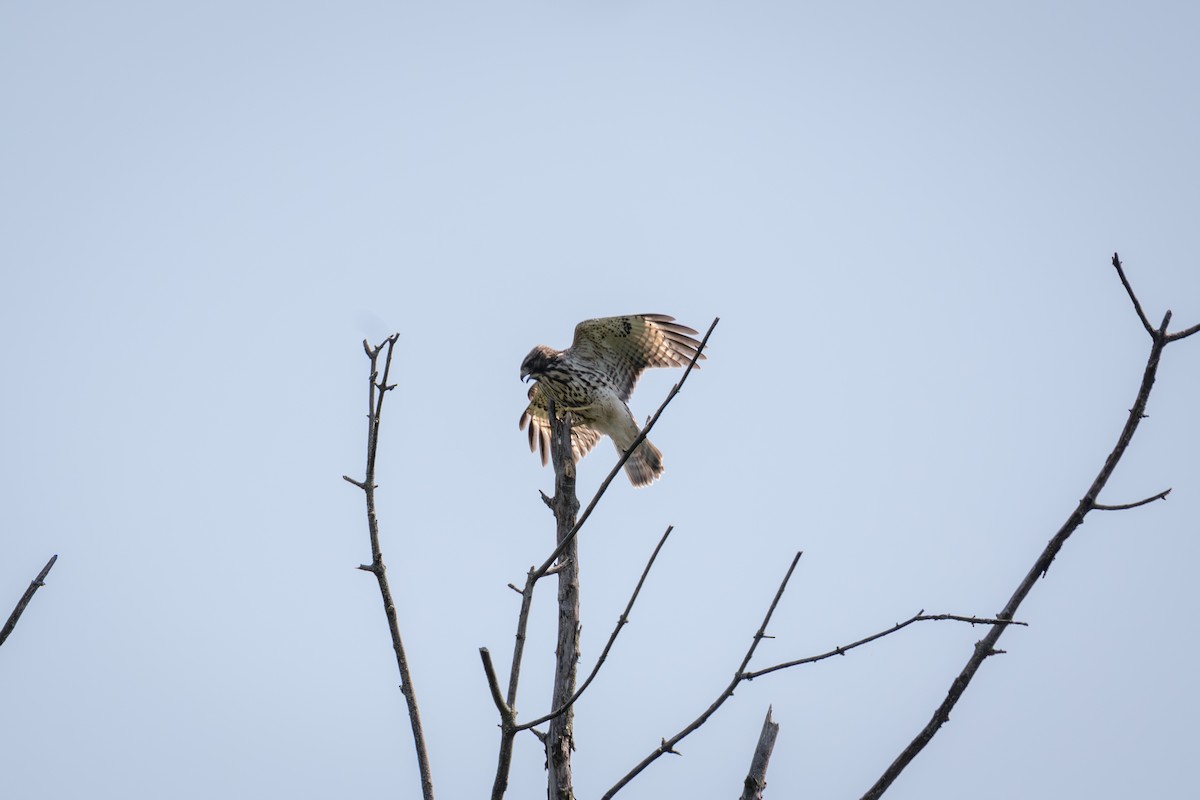 Red-shouldered Hawk - ML638260253