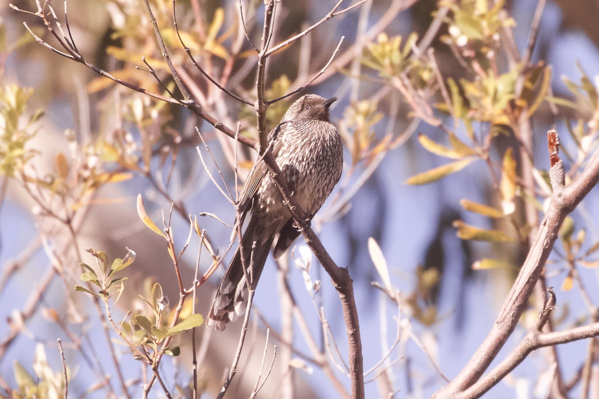 Little Wattlebird - ML638260265
