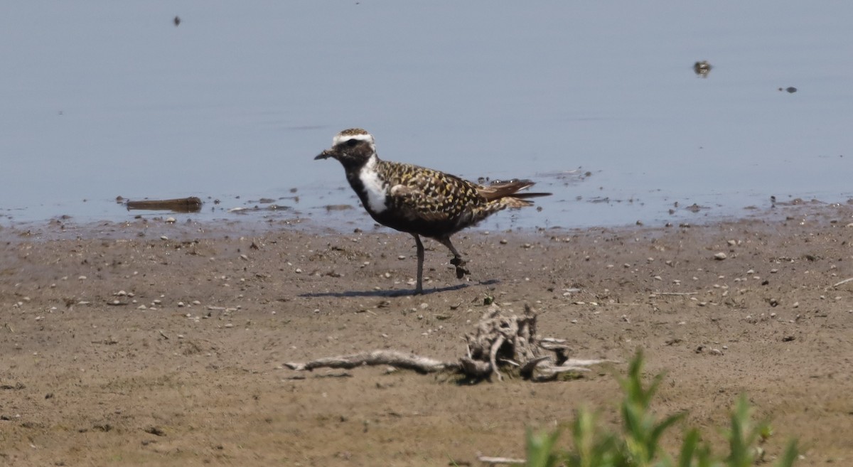 American Golden-Plover - ML638260266