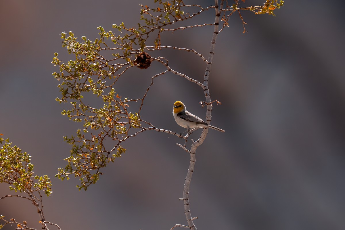 Verdin - ML638260267