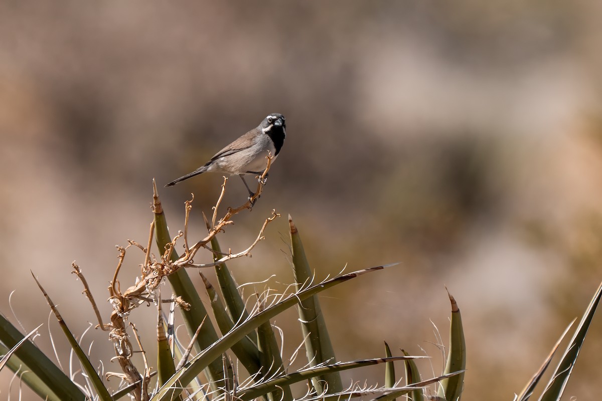 Black-throated Sparrow - ML638260272