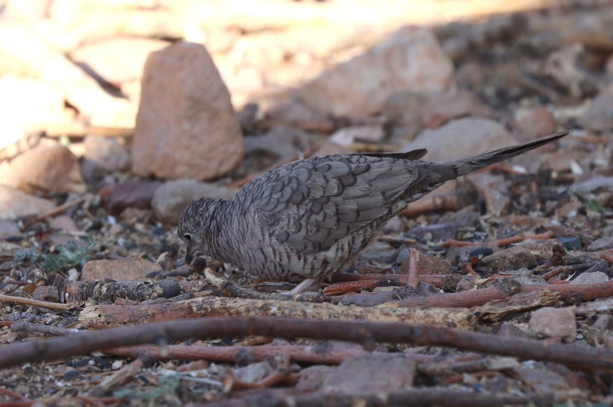 Inca Dove - ML638260280