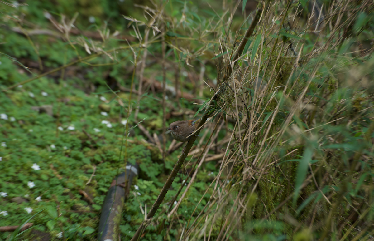 Taiwan Fulvetta - ML638260284