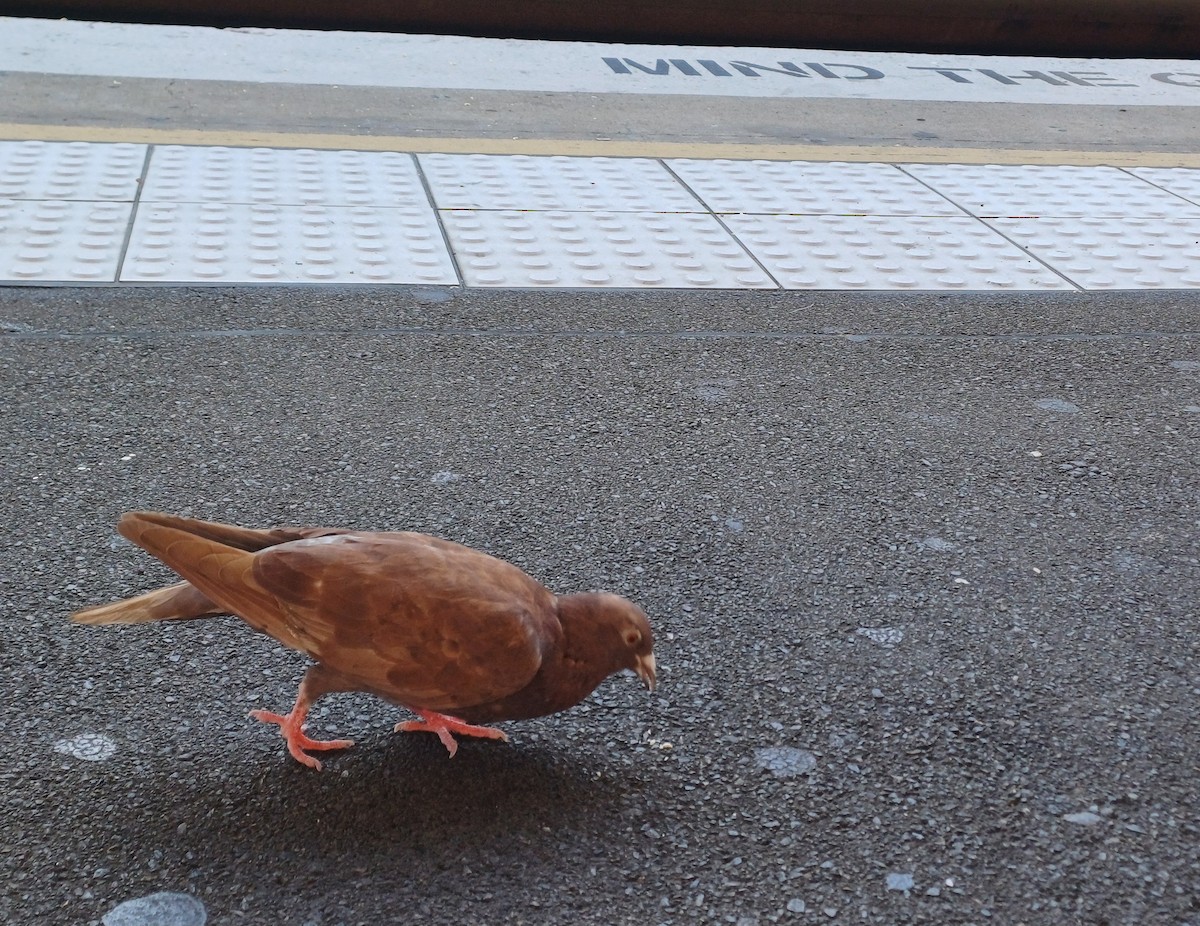 カワラバト（ドバト、家畜型） - ML638260289