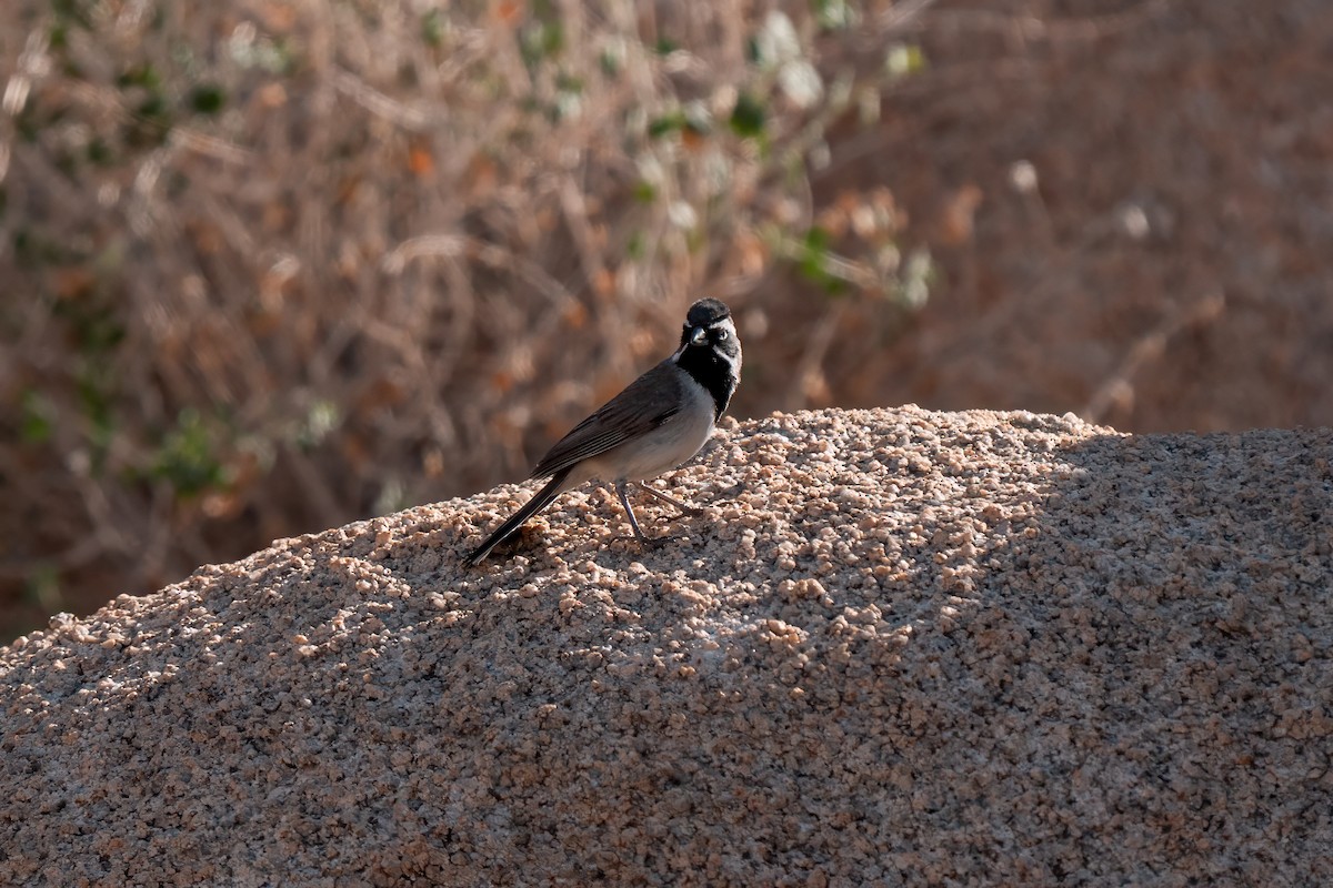 Black-throated Sparrow - ML638260297