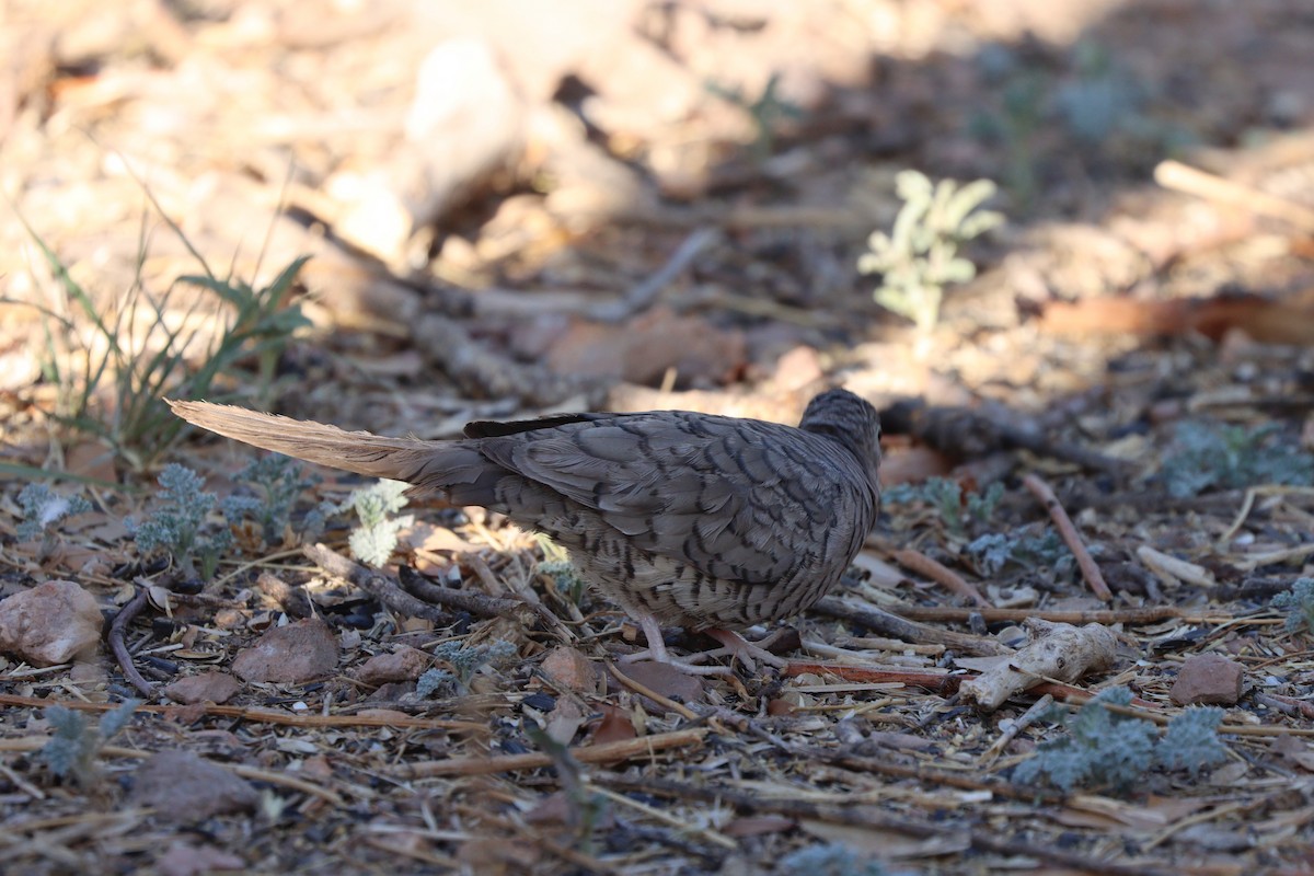 Inca Dove - ML638260307