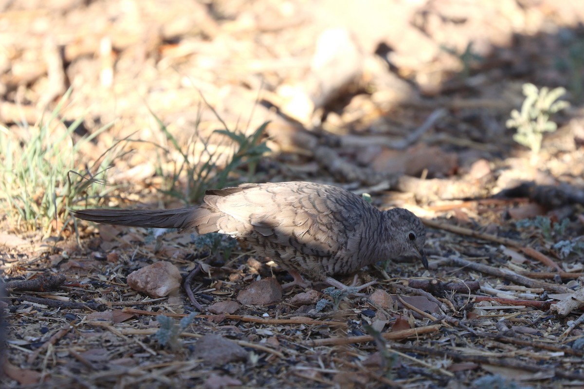 Inca Dove - ML638260308