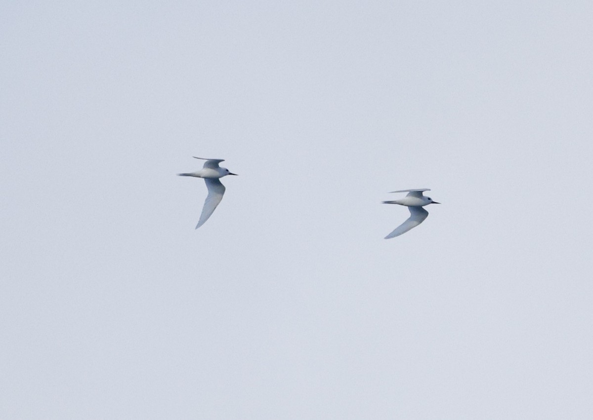 White Tern - ML638260309