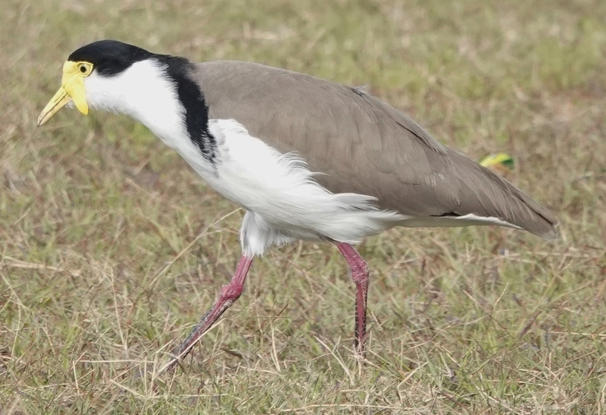 Masked Lapwing - ML638260310