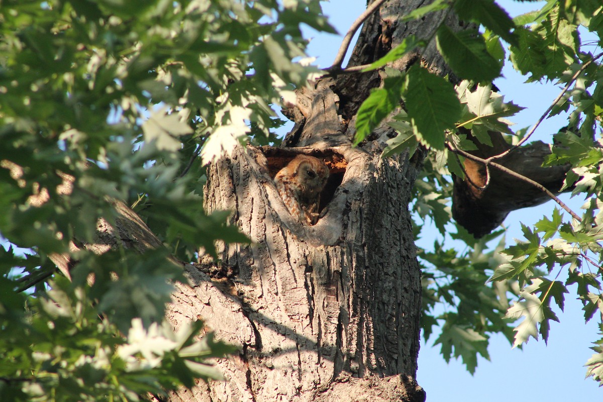 Eastern Screech-Owl - ML638260318