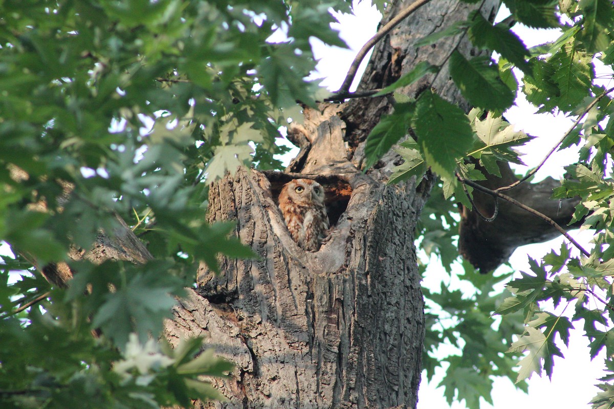 Eastern Screech-Owl - ML638260319