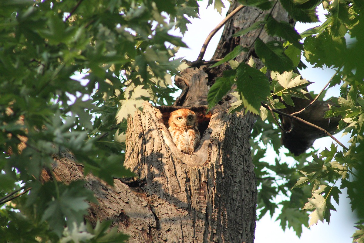 Eastern Screech-Owl - ML638260320