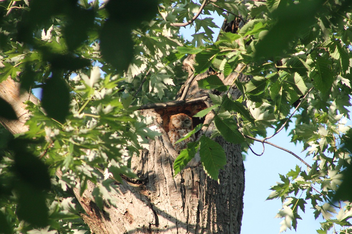 Eastern Screech-Owl - ML638260321