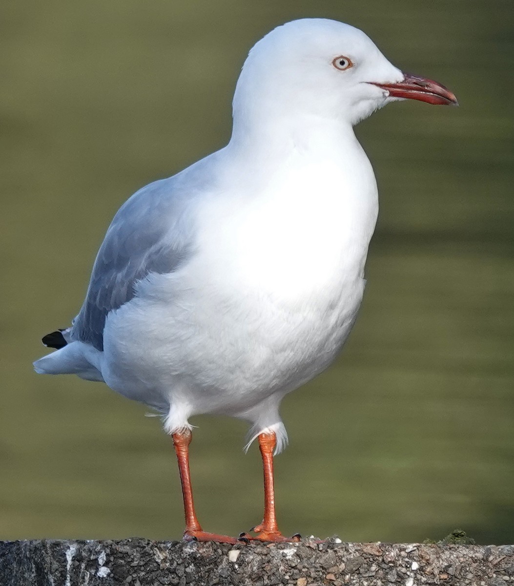紐澳紅嘴鷗(novaehollandiae/forsteri) - ML638260322