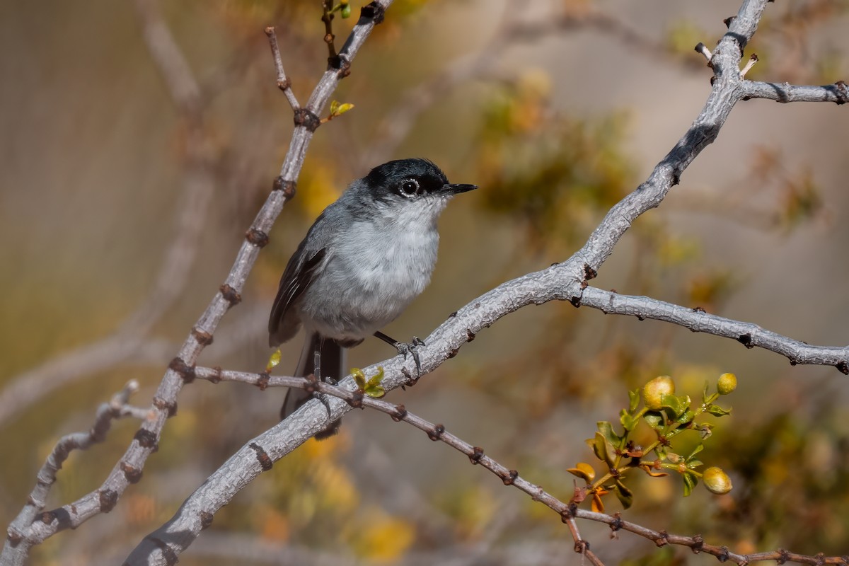 Black-tailed Gnatcatcher - ML638260324