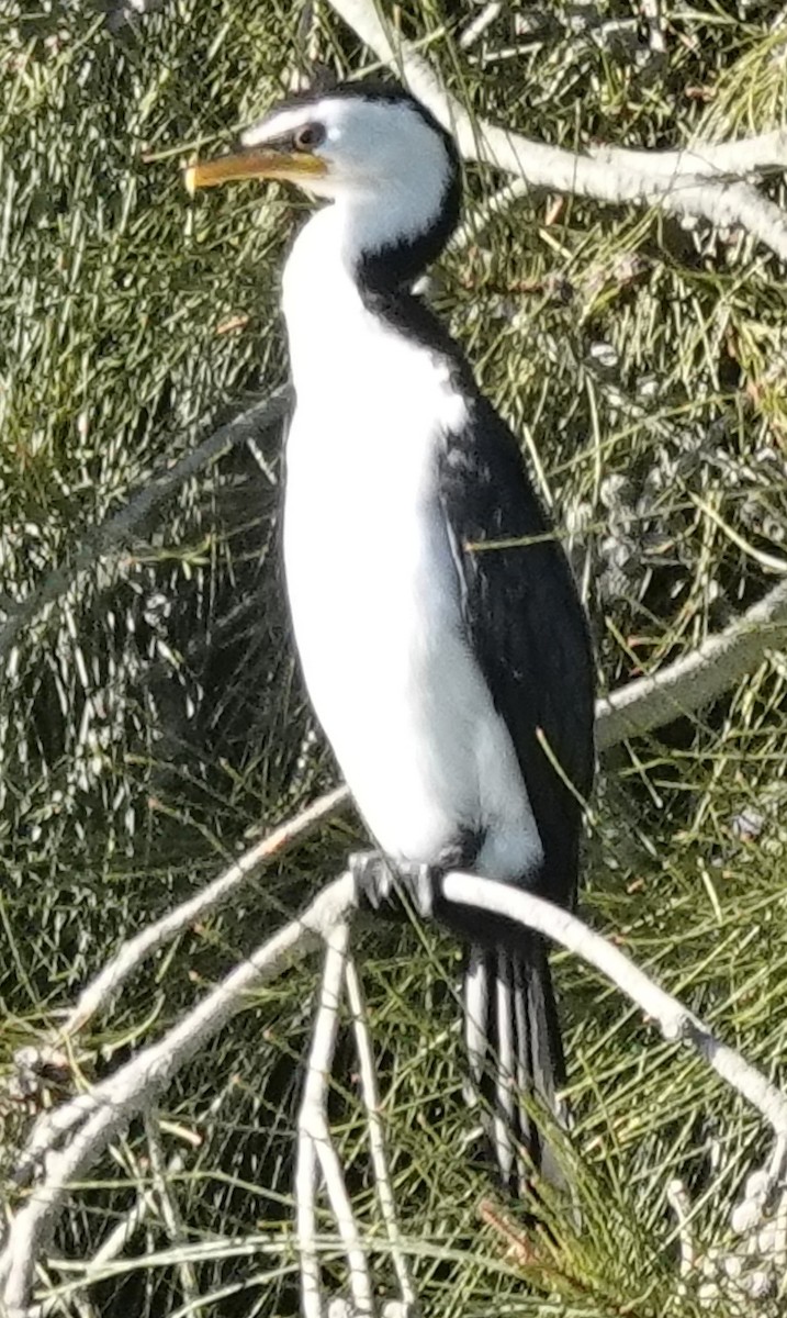 Little Pied Cormorant - ML638260330