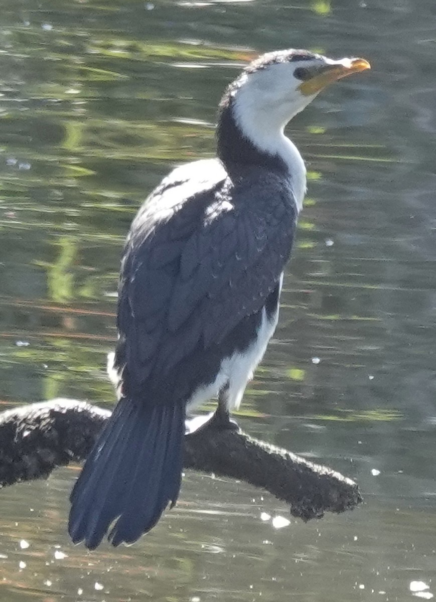 Little Pied Cormorant - ML638260331