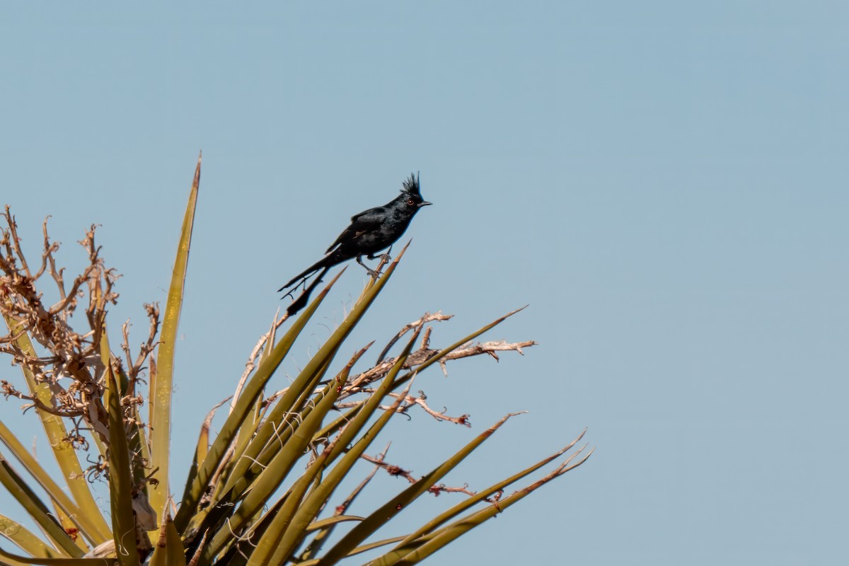 Phainopepla - ML638260332