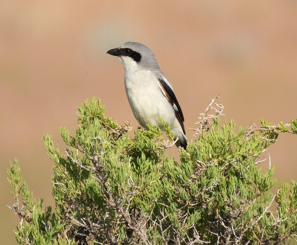 Loggerhead Shrike - ML638260353