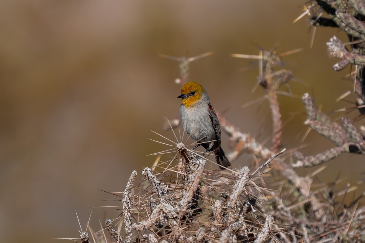 Verdin - ML638260359