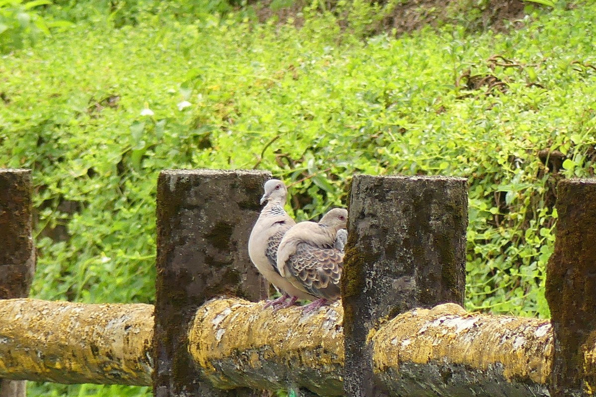 Oriental Turtle-Dove - ML638260376