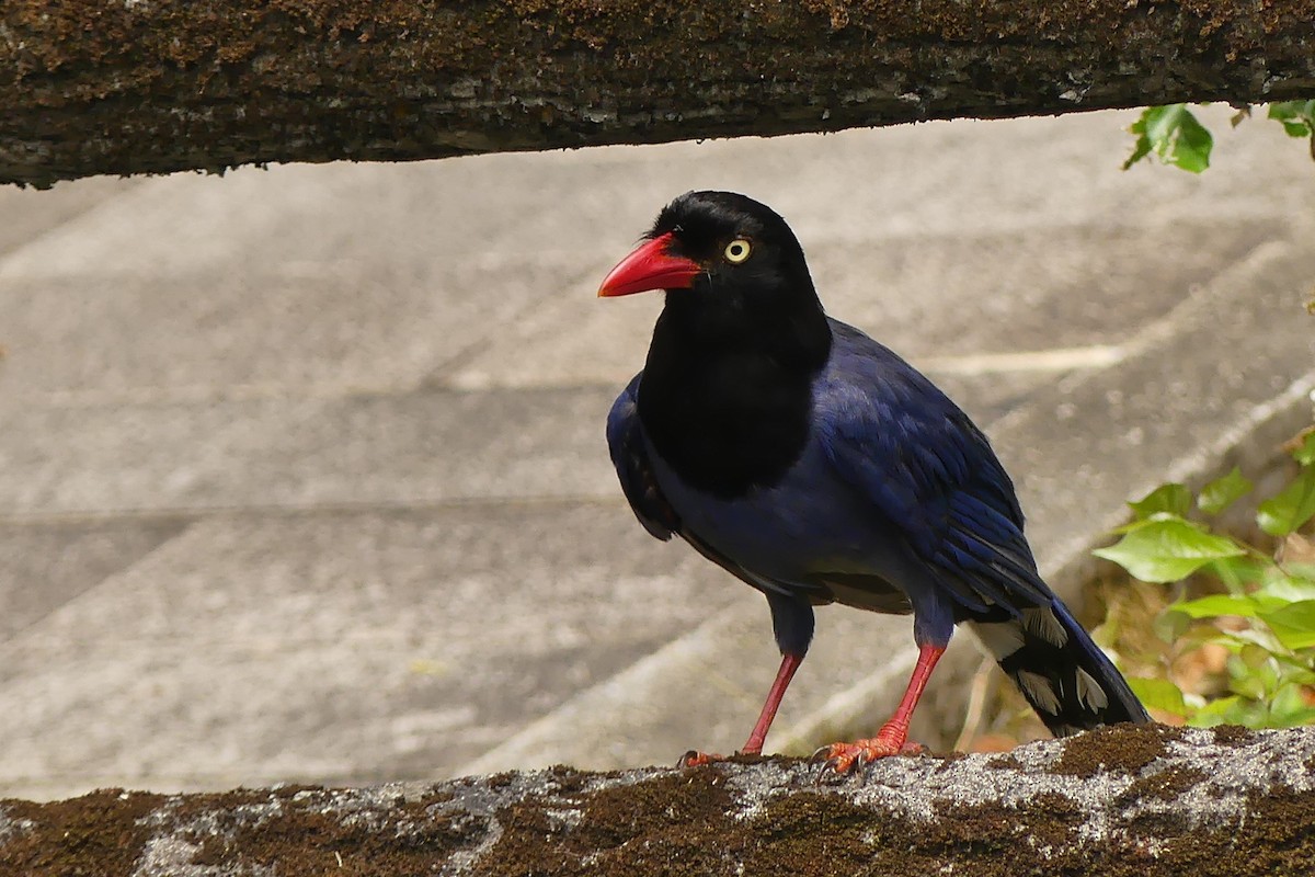 Taiwan Blue-Magpie - ML638260377