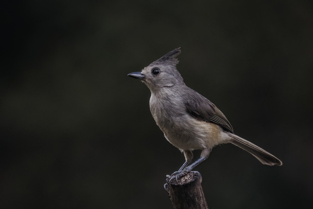 Black-crested Titmouse - ML638260382