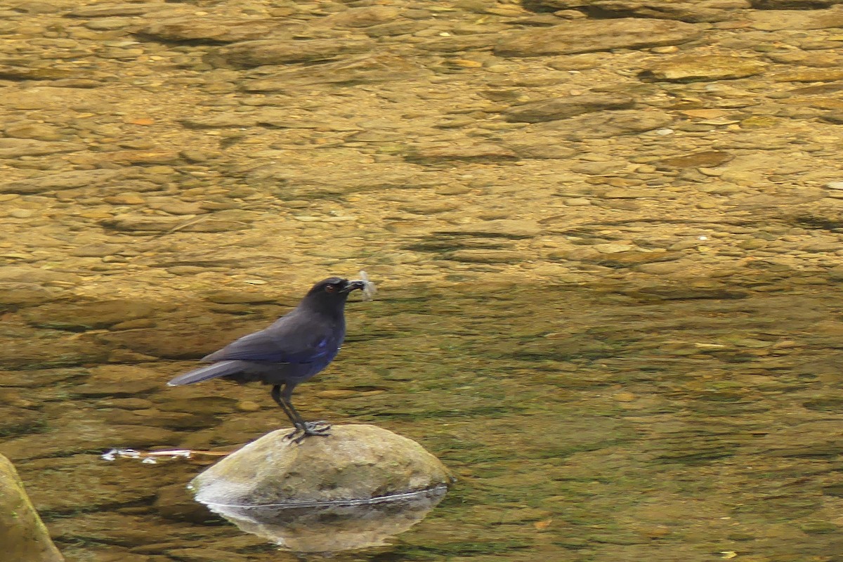 Taiwan Whistling-Thrush - ML638260385
