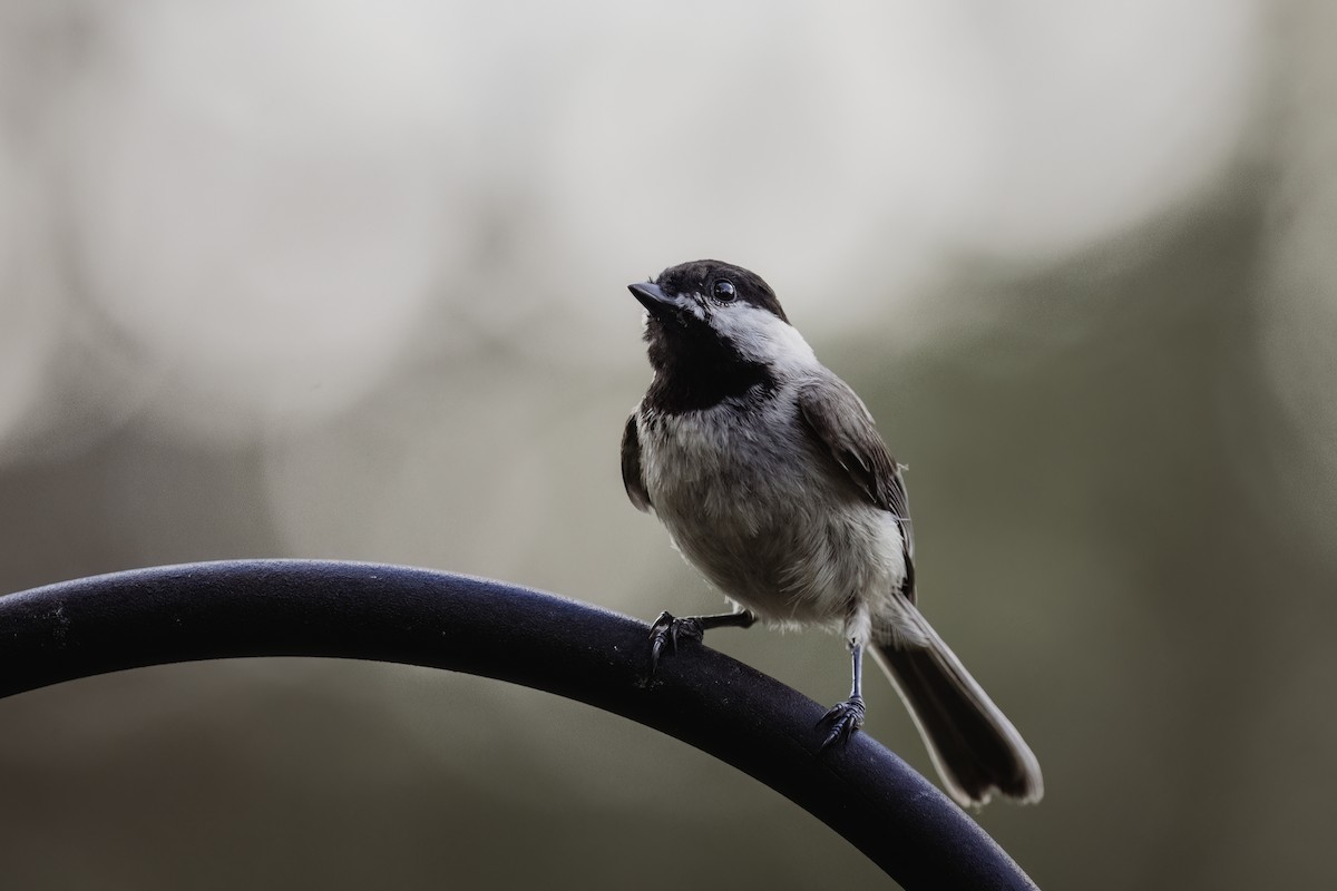 Carolina Chickadee - ML638260386