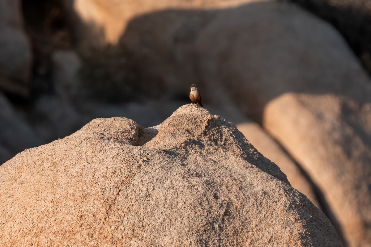 Canyon Wren - ML638260391