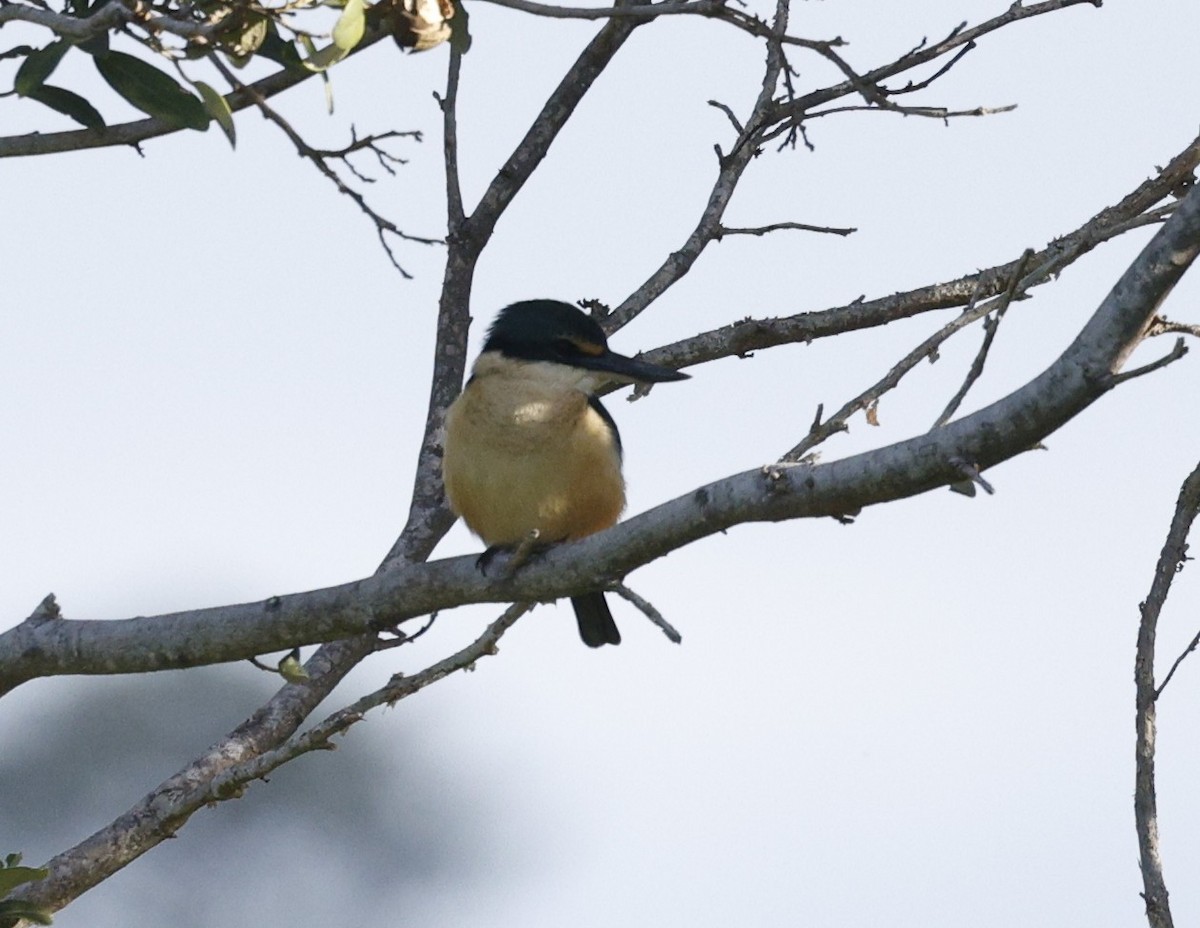 Sacred Kingfisher - ML638260393