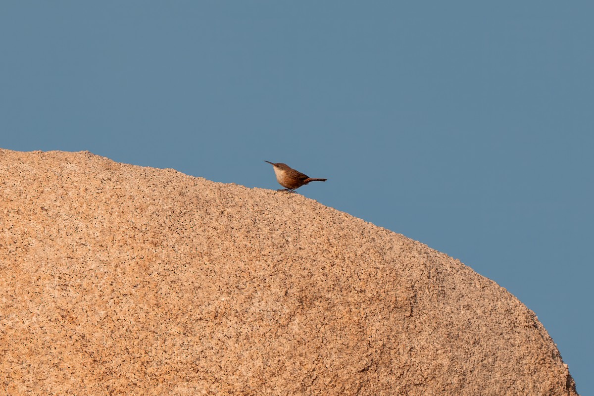 Canyon Wren - ML638260394