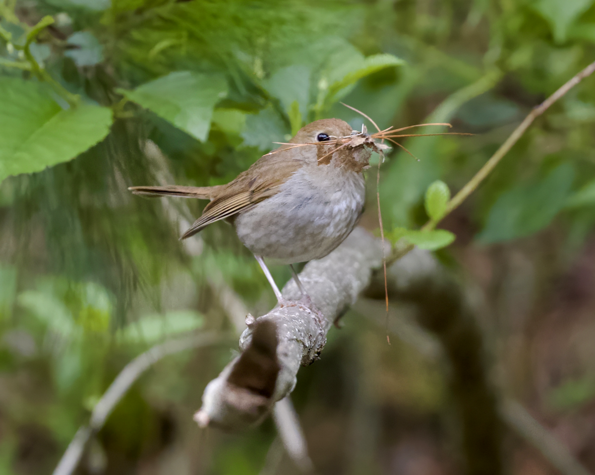 Russet Nightingale-Thrush - ML638260405