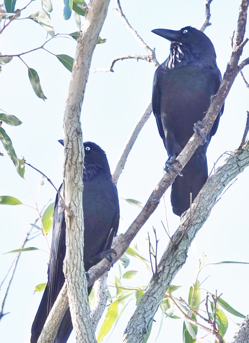 Australian Raven - ML638260410