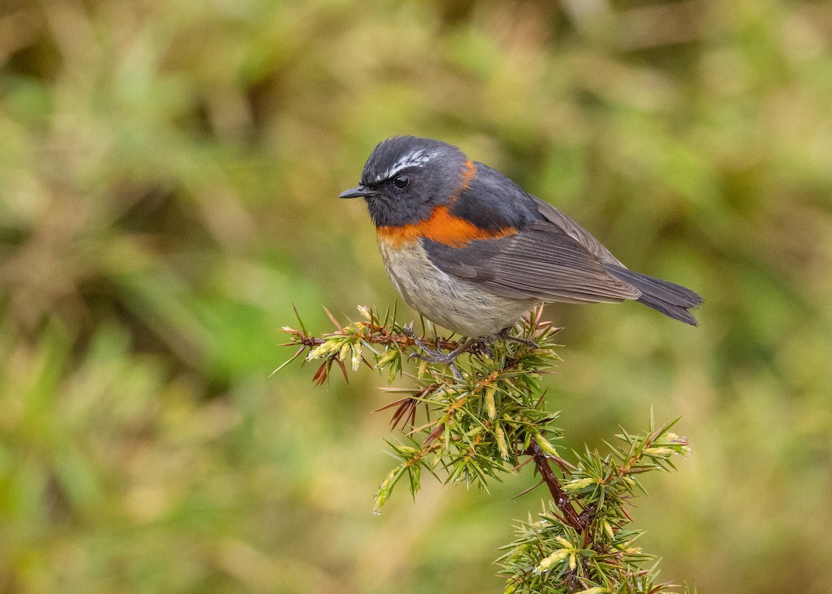 Collared Bush-Robin - ML638260412