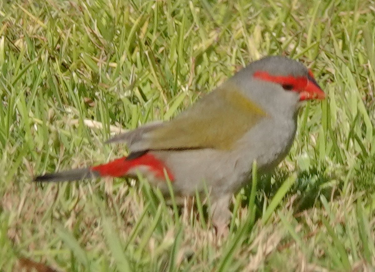 Red-browed Firetail - ML638260437