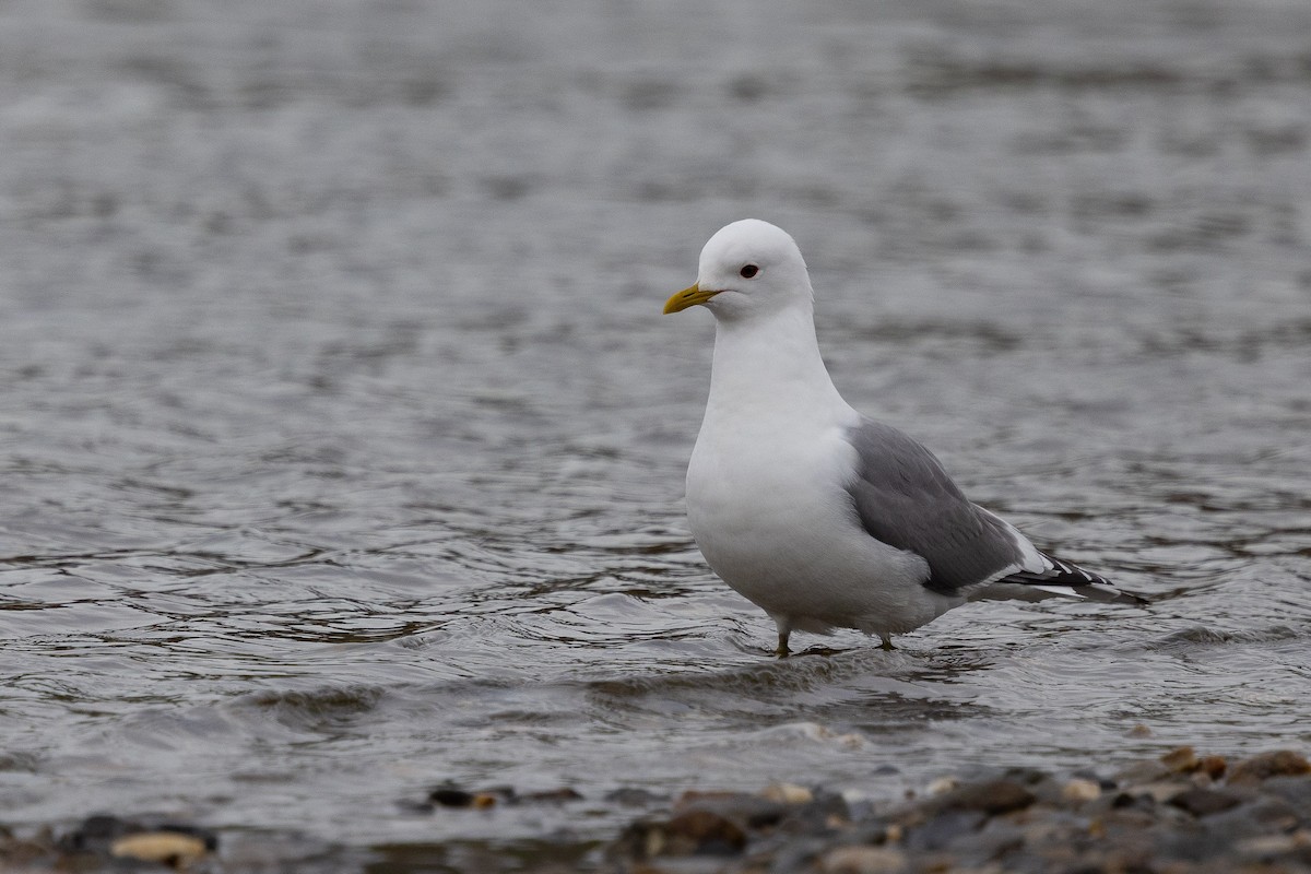Short-billed Gull - ML638260443